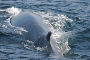 Fin whale West Cork 25/10/07 © Padraig Whooley, IWDG